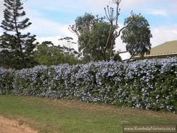 Siepe di plumbago capensis