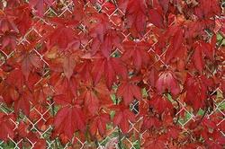 Varietà di vite del Canada