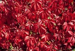 Foglie della vite del Canada