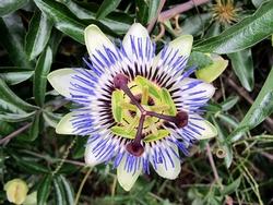 Pianta della passiflora