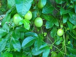 Fiore e foglie della passiflora rampicante