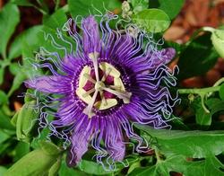 Fiore della passiflora rampicante