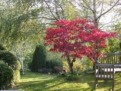 Uno splendido caducifoglie