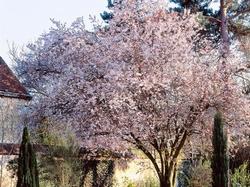 Un ciliegio da giardino in fioritura