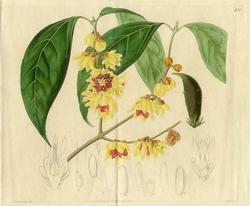 Chimonanthus