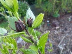 calicanto o albero degli anemoni