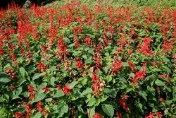 Salvia splendens fiorita