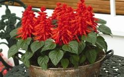 Varietà di salvia splendens