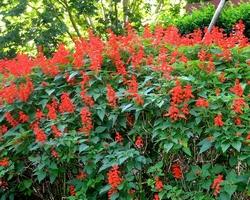 Varietà di salvia splendens
