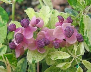 Akebia, un rampicante ornamentale