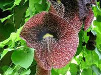 Aristolochia: rampicante dalle forme molto strane