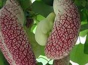 Aristolochia: rampicante dalle forme molto strane