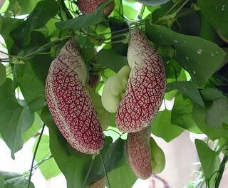 Aristolochia: rampicante dalle forme molto strane