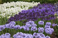 Agapanthus