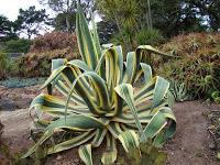 Agave