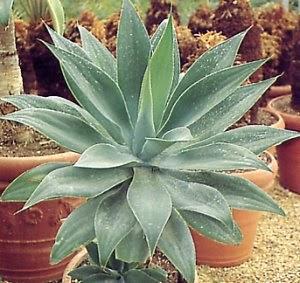 Agave