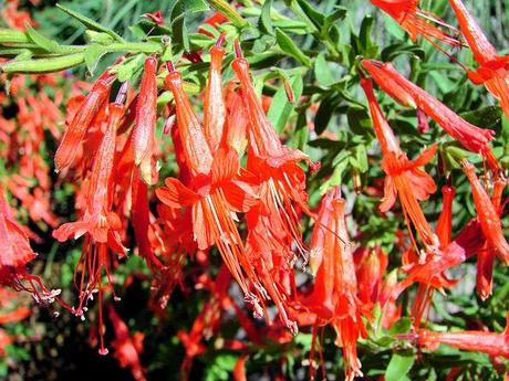 Piante perenni che fioriscono in autunno e inverno