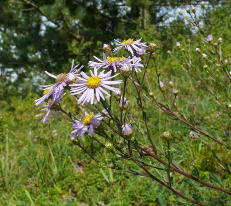 Piante perenni che fioriscono in autunno e inverno