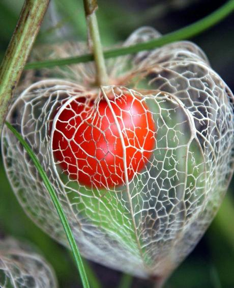 Piante perenni che fioriscono in autunno e inverno