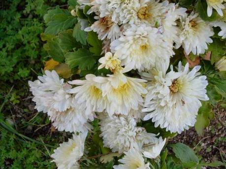 Piante perenni che fioriscono in autunno e inverno