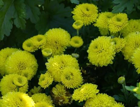 Piante perenni che fioriscono in autunno e inverno