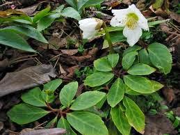 Piante perenni che fioriscono in autunno e inverno