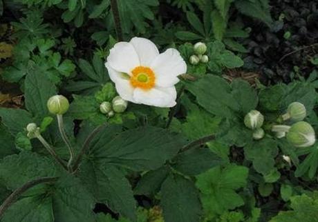 Piante perenni che fioriscono in autunno e inverno