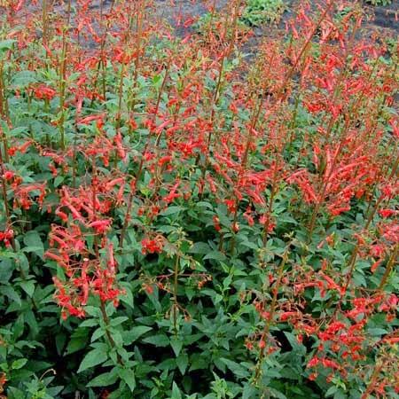 Piante perenni che fioriscono in autunno e inverno