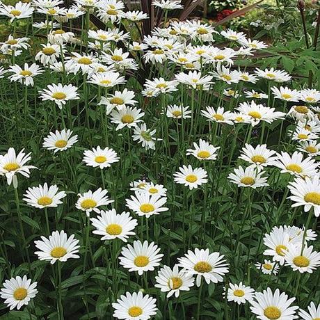 Piante perenni che fioriscono in estate a medio e grande sviluppo pag_2