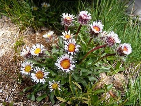 Piante perenni che fioriscono in estate a medio e grande sviluppo pag_2