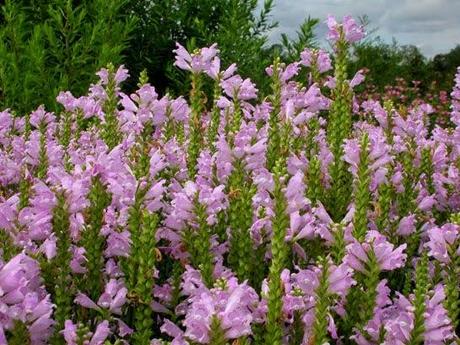 Piante perenni che fioriscono in estate a medio e grande sviluppo pag_3