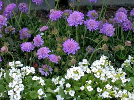 Piante perenni che fioriscono in estate a medio e grande sviluppo pag_3