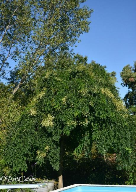 20140821_ sophora_japonica(1)