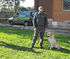 images Due arresti nel Salernitano, Blitz della finanza per coltivazione di Marijuana 