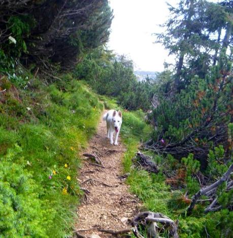 #06092014 #trekking #solitario #sentierodellecreste #108 #piccolotibet #cimacarega #fraccaroli #109 #valon