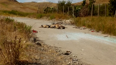 Foto dei cani uccisi a Licata