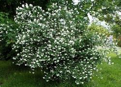Esempio di Philadelphus coronarius.