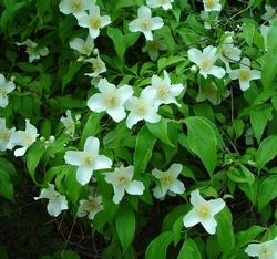 Dettaglio infiorescenze Philadelphus.