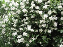 Pianta di Philadelphus.