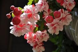 Particolare varietà di fucsia