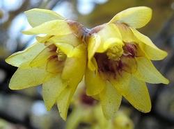 Dettaglio infiorescenze Chimonanthus praecox.