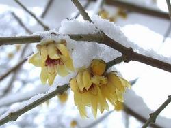Albero adulto di Chimonanthus praecox.