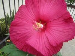 Fiore di ibisco gigante