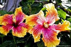 Varietà di ibisco gigante