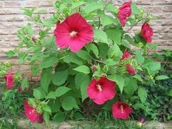 Fiori di ibisco gigante