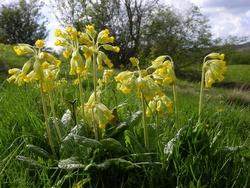 Primula veris fiorita