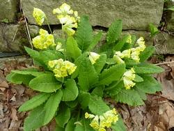Primula veris