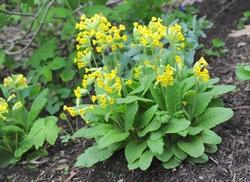 Piantina di primula veris