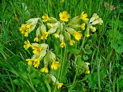 Primula veris fiorita
