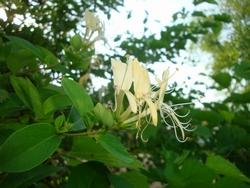 Fiore del caprifoglio rampicante